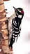 Downy Woodpecker